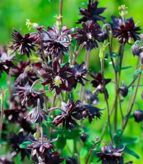 Aquilegia vulgaris 'Black Barlow' 